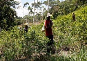 BM'den Kolombiya'ya koka üretimi uyarısı