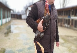 Bursa'da boyu 1 metreyi aşan tavuklara sipariş yağıyor