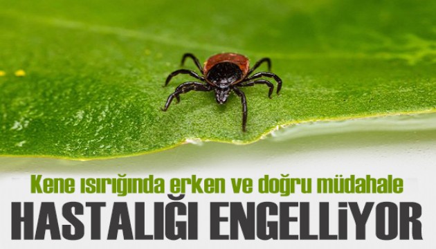 Kene ısırığında erken ve doğru müdahale hastalığı engelliyor