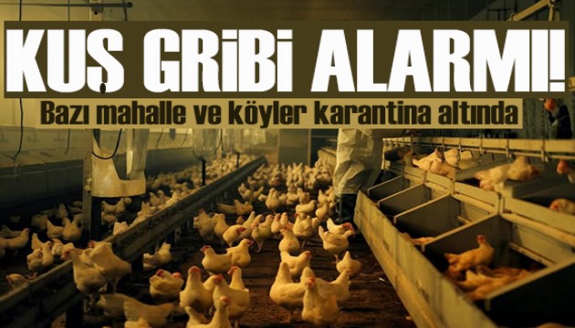 Tavuk çiftliğinde kuş gribi alarmı: Bazı mahalle ve köyler karantina altında