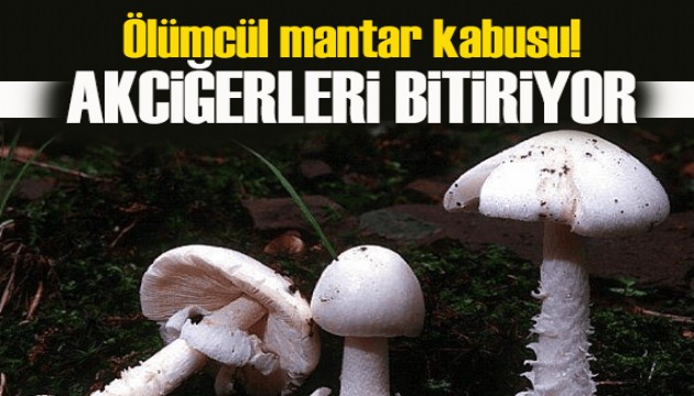 Ölümcül mantar kabusu! Küresel ısınmayla yayılıyor!