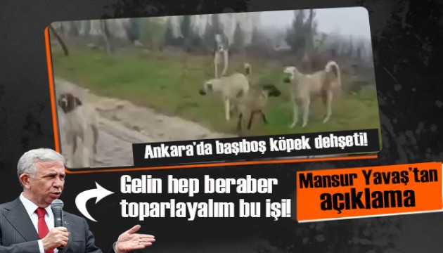 Ankara'da başıboş köpek dehşeti... Mansur Yavaş'tan açıklama:  Gelin hep beraber toparlayalım bu işi!