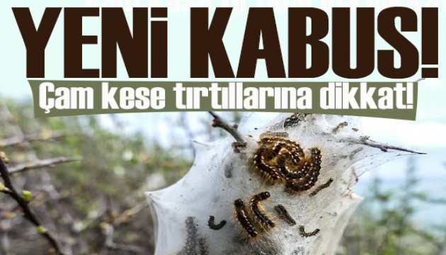 İstanbul'daki çam kese tırtılları için uzmanından 
