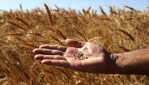 Yozgat'ta hasat erken başladı