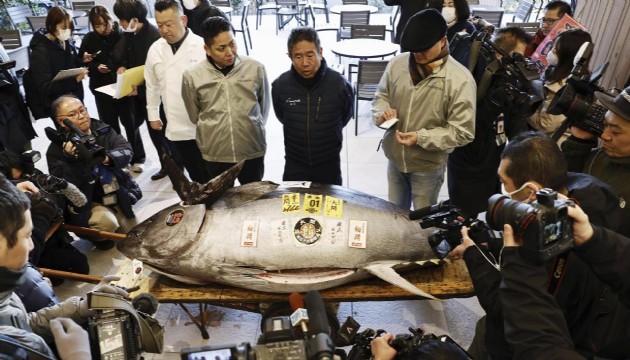 Japonya'da mavi yüzgeçli orkinos 1,3 milyon dolara satıldı