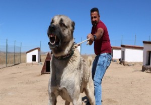 Kangal köpeklerinin yavrularını yemesinin sırrı çözüldü