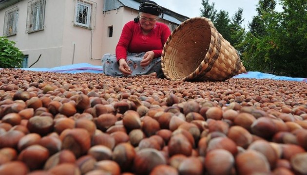 Fındık üretiminde büyük zarar!  50 lira bile olsa kurtarmaz