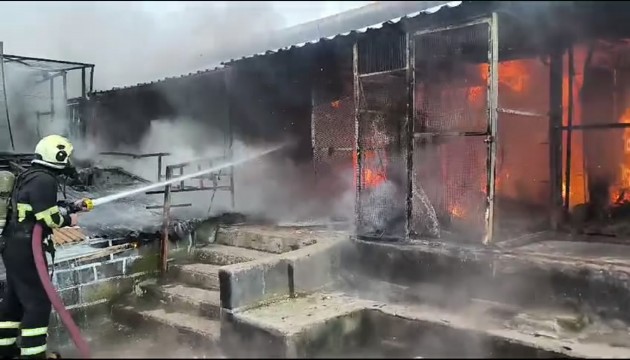 Güvercin otelinde çıkan yangında yüzlerce kuş öldü