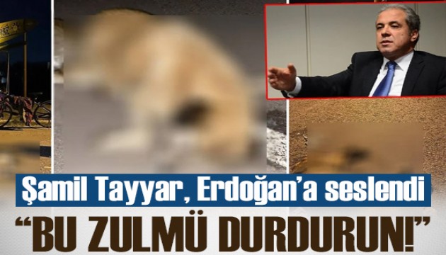 'Türkiye'nin her yerinde köpek avı başladı, Allah rızası için bu zulmü durdurun!'