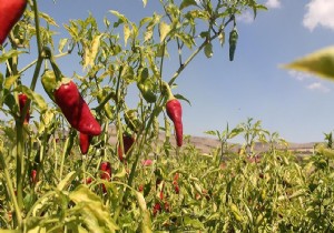 Acı biber yemek ömrü uzatıyor