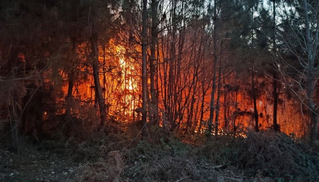 Sakarya'da orman yangını