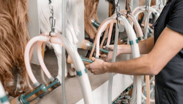 Süt sağarken elektrik akımına kapıdı