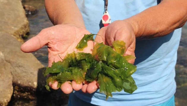 Japonların peşine düştüğü yosun Giresun’daki plajda!
