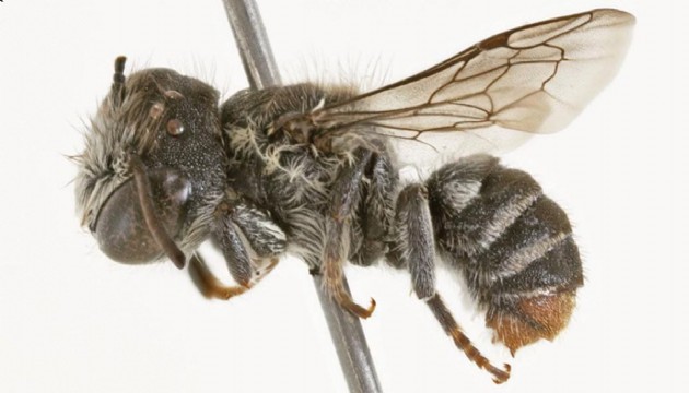 Avustralya'da boynuz benzeri çıkıntılara sahip arı türü keşfedildi
