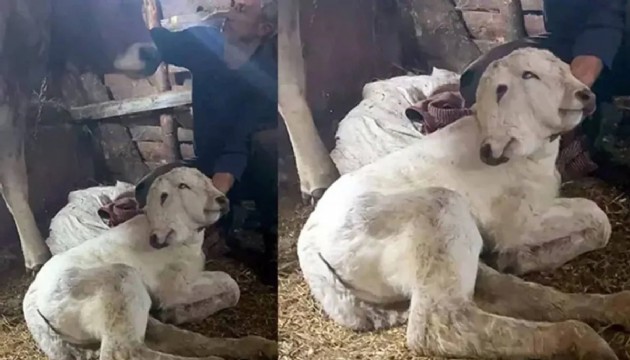 Çift başlı buzağı görenleri hayrete düşürdü