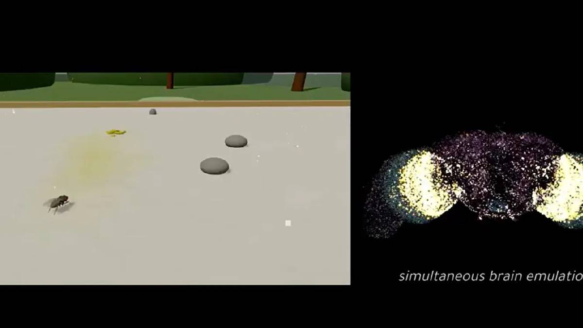 Bunu da yaptılar! Gerçek bir beyin bilgisayara kopyalandı