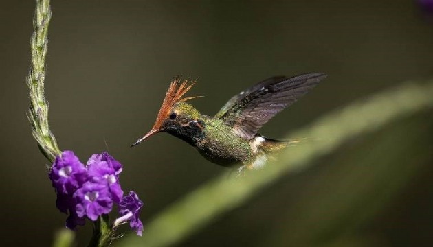 Peru'da yapılan araştırmada 27 yeni hayvan türü keşfedildi