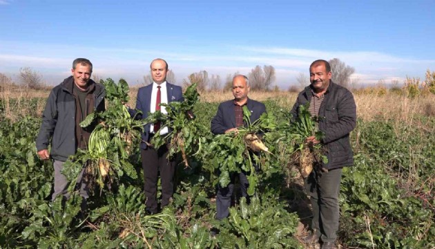 Şeker pancarı hasadı başladı