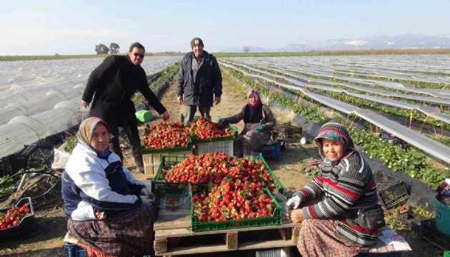 Mersinde çilek hasadı devam ediyor!