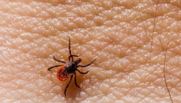 Yine kene, yine ölüm: Bu sefer Çankırı'da!