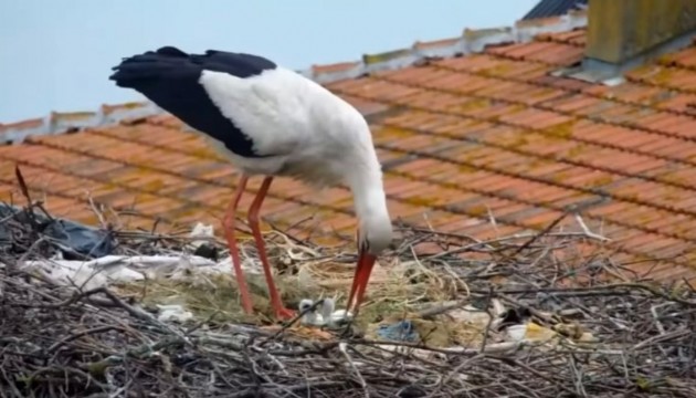 Kuluçkaya yatan Yaren leylekten müjdeli haber geldi