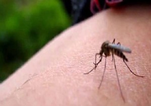 Uyarı: Zika tehlikesi Türkiye'de!