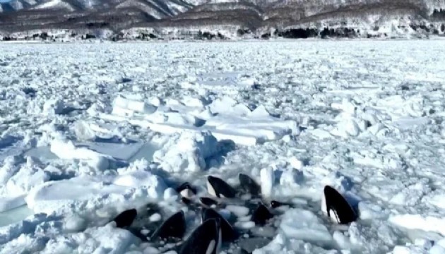 Katil balinalar sürüklenen buzda sıkışıp kaldı