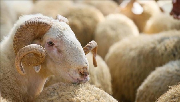 Kurban kesecekler dikkat! Resmen açıklandı