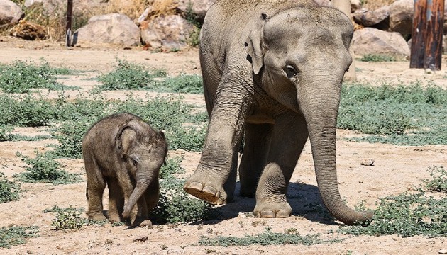 40 yılın en büyük kuraklığı: Kenya'da 109 fil hayatını kaybetti