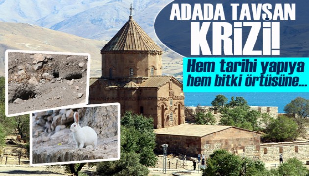 Akdamar Adası'nda tavşan krizi! 