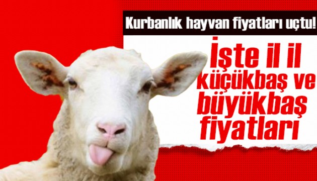 Kurbanlık fiyatları büyükbaşta yüzde 140,5, küçükbaşta yüzde 103,9 arttı! İşte il il kurbanlık fiyatları...