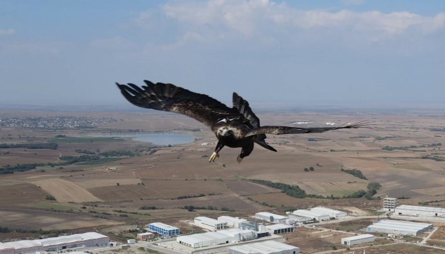 Kartal dehşeti: Bebeğe saldırdı