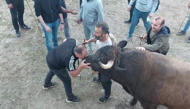 ‘Vefa’ isimli boğa rekor fiyata satıldı!