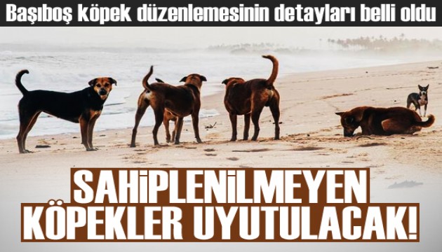 Başıboş köpek düzenlemesinin detayları belli oldu