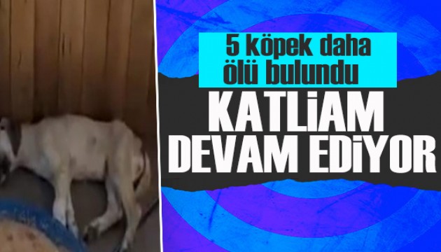 Ankara Altındağ'da beş köpek daha ölü bulundu