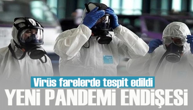 Yeni pandemi endişesi! Virüs farelerde tespit edildi!