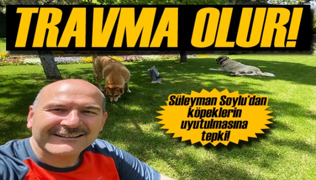 Süleyman Soylu'dan köpeklerin uyutulmasına tepki: Polemik konusu olamaz!