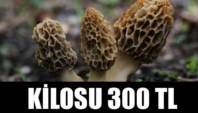 Kuzugöbeğinin kilosu 300 TL