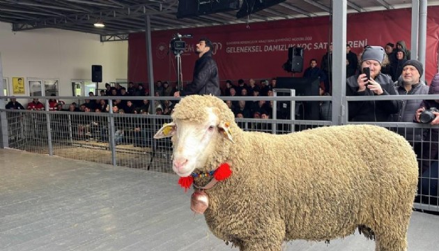 Merinos koçu 150 bin liradan satıldı