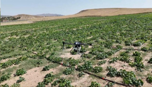 İlaçlamayı dronla yaptı, her 100 dönümde 150 bin liralık kaybı önledi