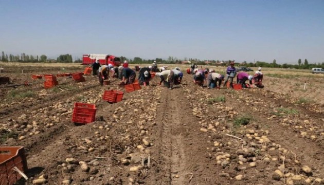 Hasadı başlayan patatesin kilogram fiyatı 9-11 lira arasında satılıyor