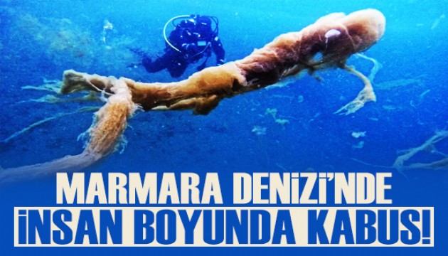 Marmara Denizi'nde insan boyunda kabus!