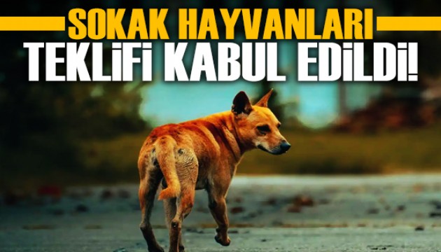 Çok tartışılan 'sahipsiz hayvan' kanun teklifi kabul edildi!