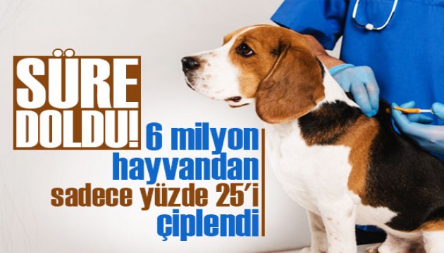 6 milyon hayvandan yüzde 25'i çiplendi