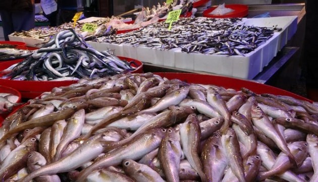 Karadeniz'de balık bolluğu