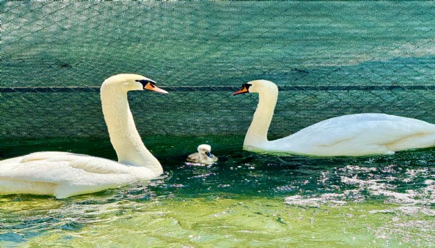 Ankara'da 15 yıl sonra bir ilk: Beyaz mucize doğdu