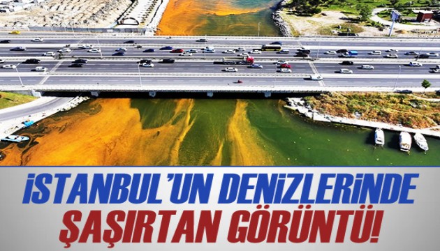 İstanbul'da sıcaklığın artışıyla denizdeki alg yoğunluğu dikkati çekti