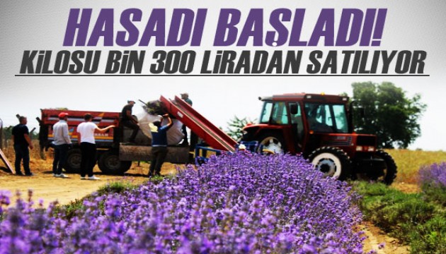 Lavanta yağının kilosu bin 300 liradan satılıyor