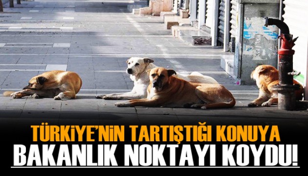 Bakan Tunç duyurdu: Başıboş sokak köpekleri konusunda çalışma var!