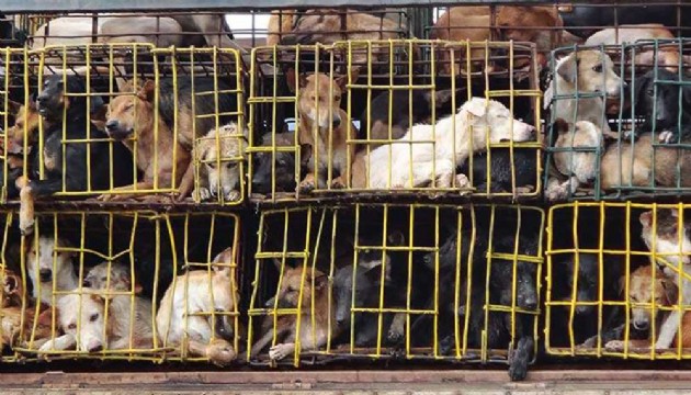 Güney Kore'de köpek eti yasaklandı